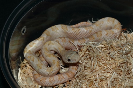 Calico Cow Sucker Other Rat Snake by Extraordinary Ectotherms