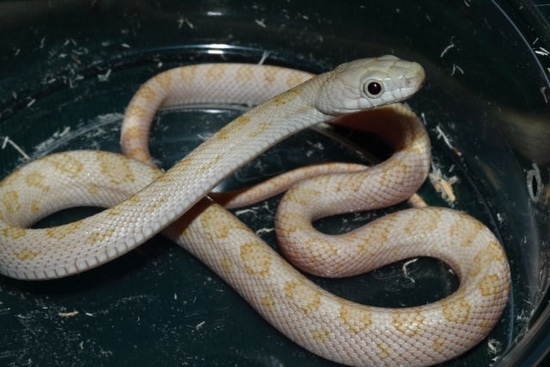 Calico Cow Sucker Other Rat Snake by Extraordinary Ectotherms