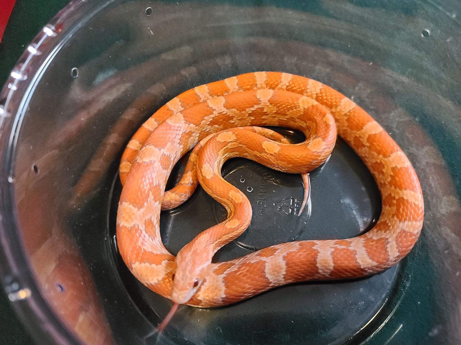 Ultra Creamsicle Corn Snake by Extraordinary Ectotherms MorphMarket