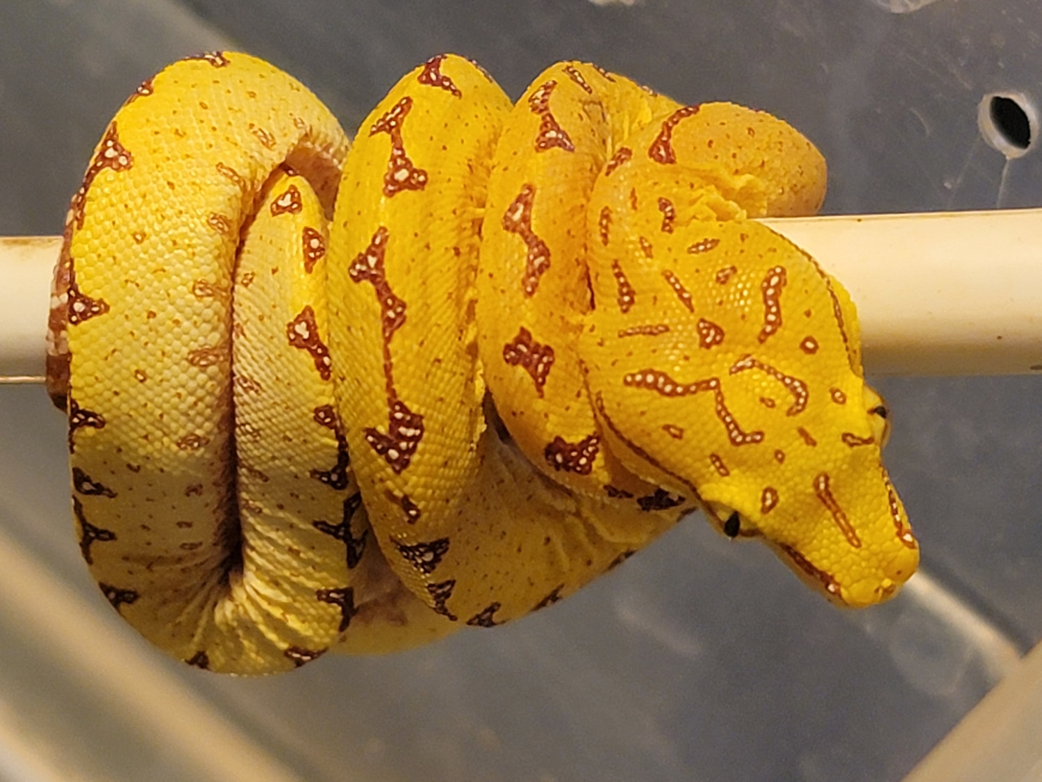 2020 Captive Bred Cyclops Mountain #20CP01 Green Tree Python by ...
