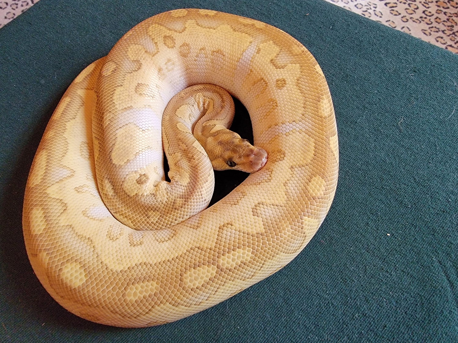 Lesser Clown Ball Python by Extraordinary Ectotherms - MorphMarket