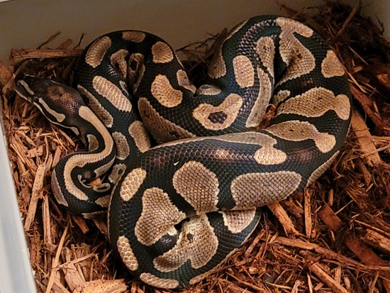 Raven 20bm Ball Python by Extraordinary Ectotherms