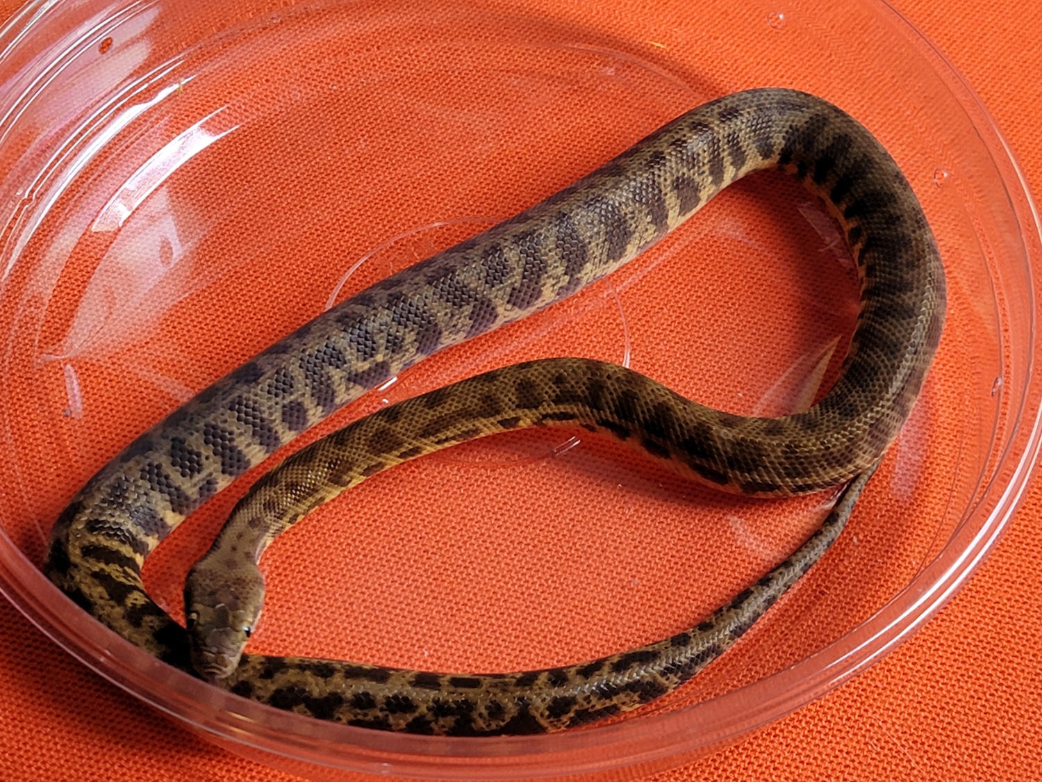 Stimson's Python Children's Python by Extraordinary Ectotherms ...