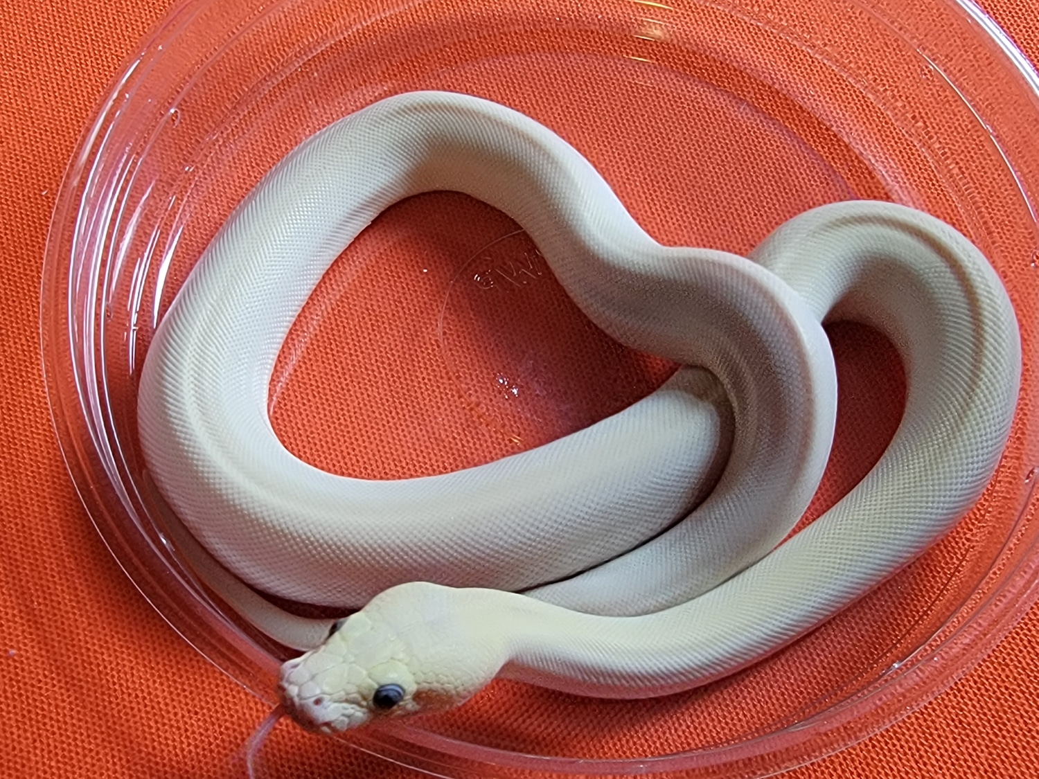 Ivory Burmese Python by Extraordinary Ectotherms - MorphMarket