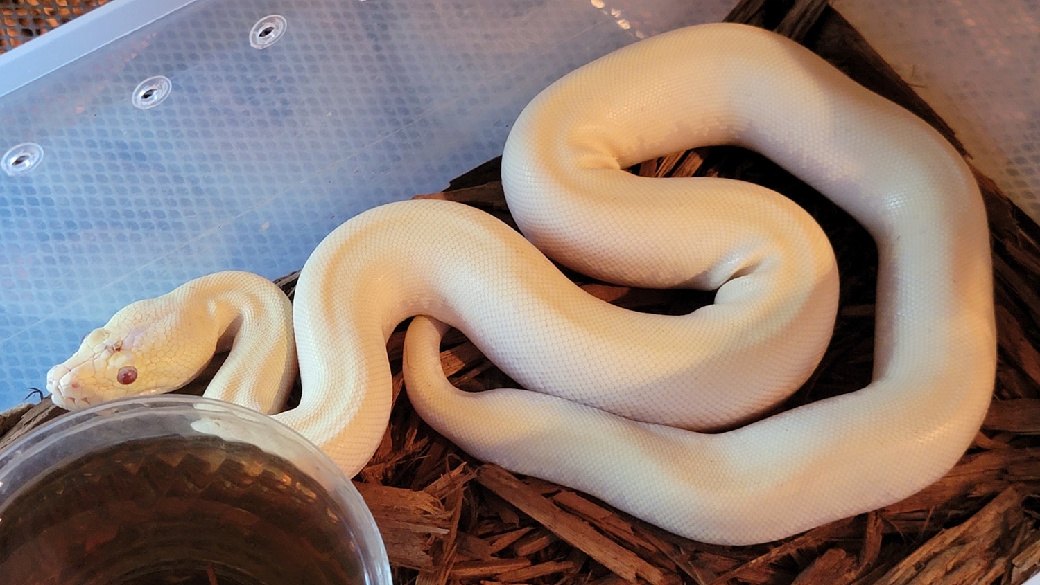 Blizzard Burmese Python by Extraordinary Ectotherms - MorphMarket