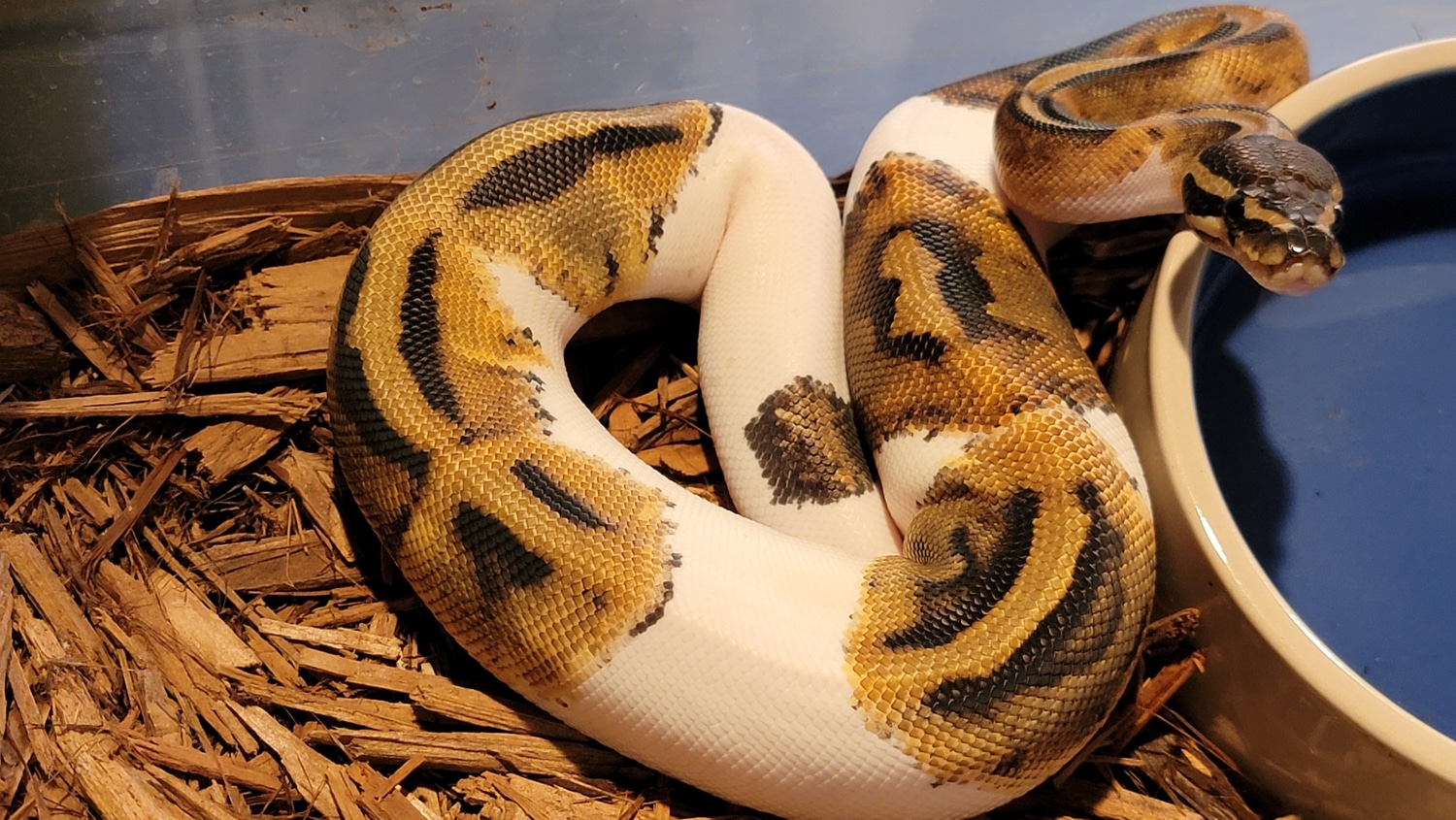Yellow Belly Pied Ball Python by Extraordinary Ectotherms - MorphMarket