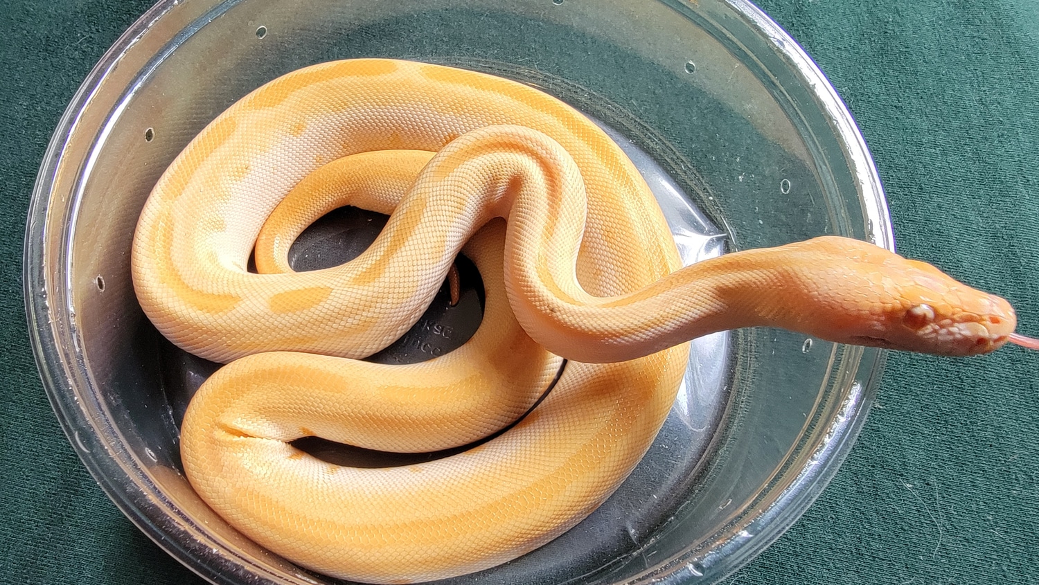 Albino Green Burmese Python by Extraordinary Ectotherms - MorphMarket