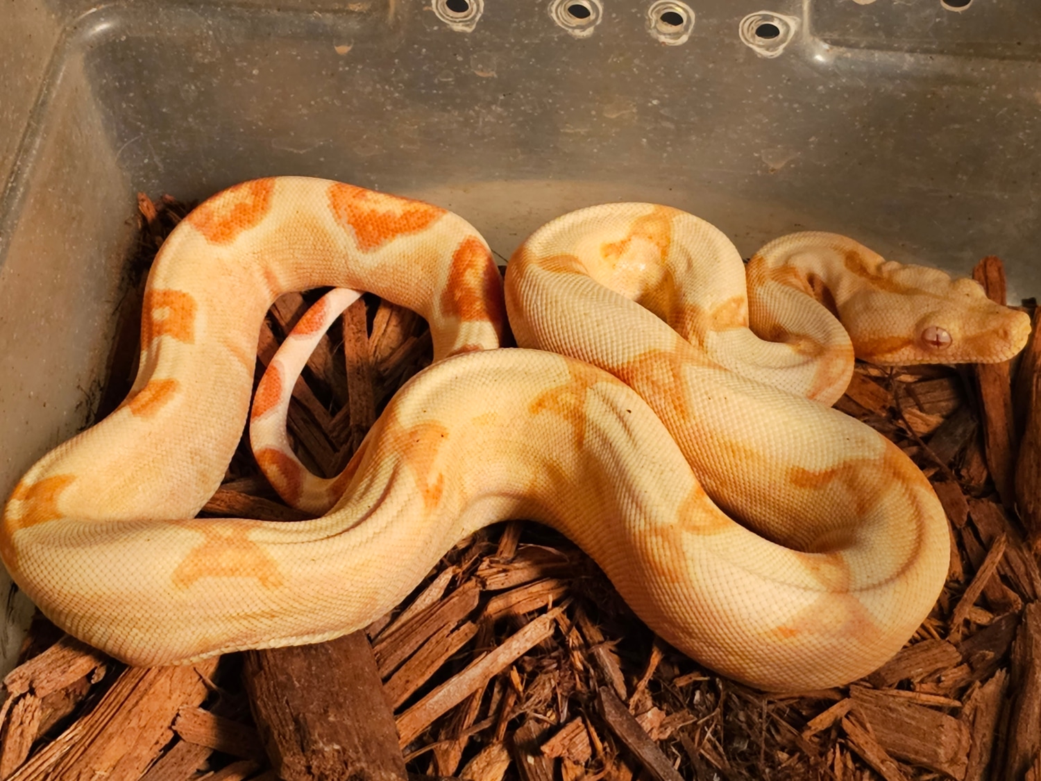 Sunglow Jungle Boa Constrictor by Extraordinary Ectotherms MorphMarket