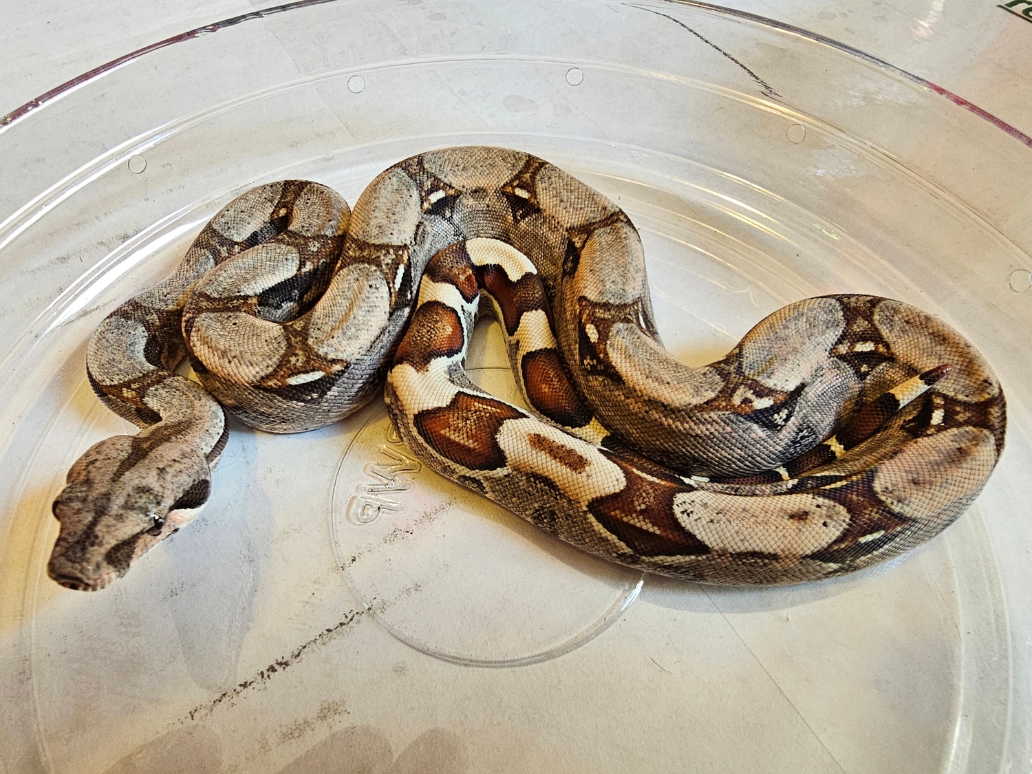 100 Het Sterling Boa Constrictor by Extraordinary Ectotherms MorphMarket
