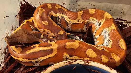 Red Blood Blood Python by Extraordinary Ectotherms
