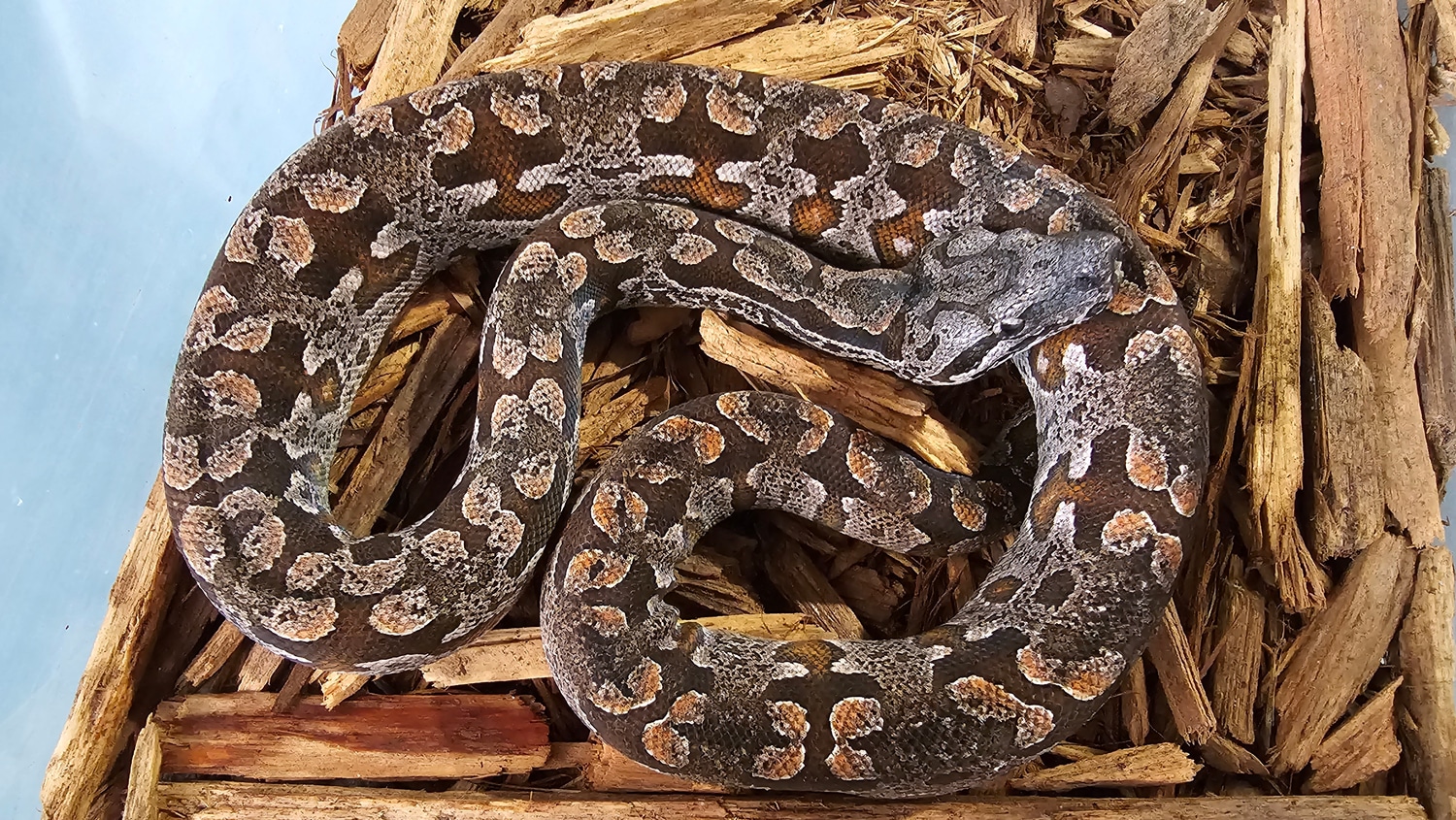 Dumeril's Boa by Extraordinary Ectotherms - MorphMarket