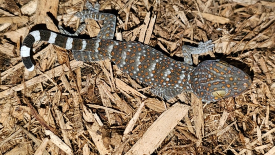 Captive Bred Tokay Gecko by Extraordinary Ectotherms