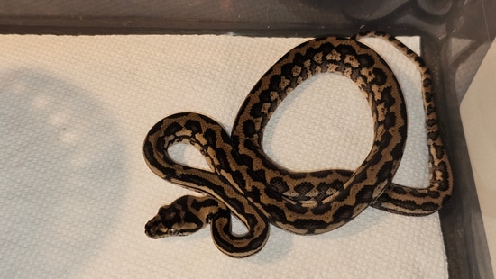 Striped Tiger Carpet Coastal Carpet Python by Extraordinary Ectotherms