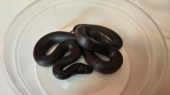 Yearling Male MBK Mexican Black Kingsnake by Extraordinary Ectotherms - Kingsnake Nutrition Yearling Expansions Audiences