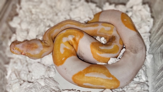 Albino Pied Tame! VIDEO PROOF!! Ball Python by Extraordinary Ectotherms