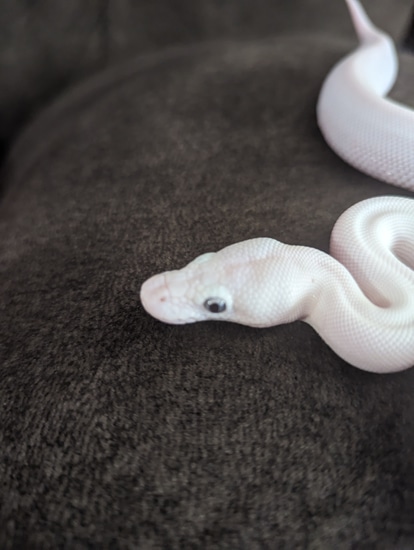 Super Lesser Ball Python by Princess Pythons