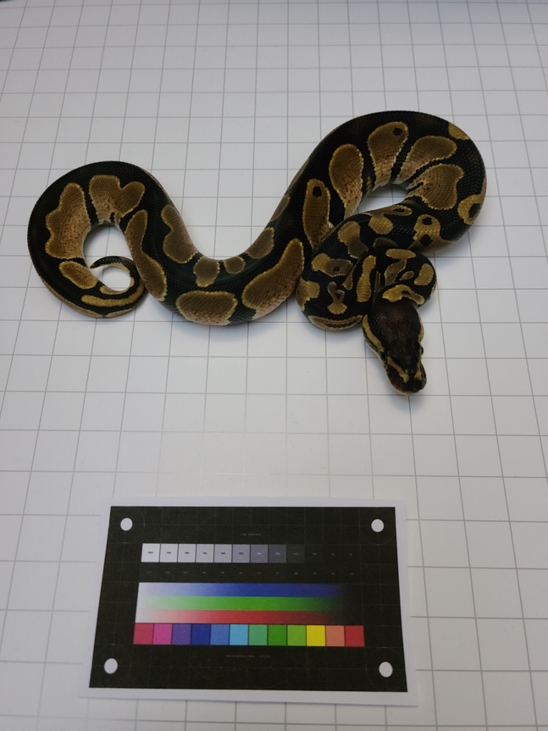 50% Het Piebald, Normal (Reduced Pattern) Ball Python by Ball Street ...
