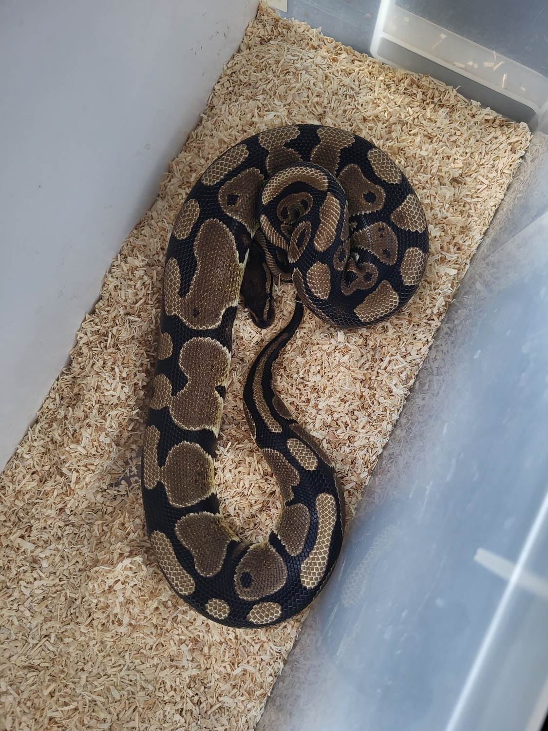100% Het DG Ball Python by Willows Reptiles - MorphMarket