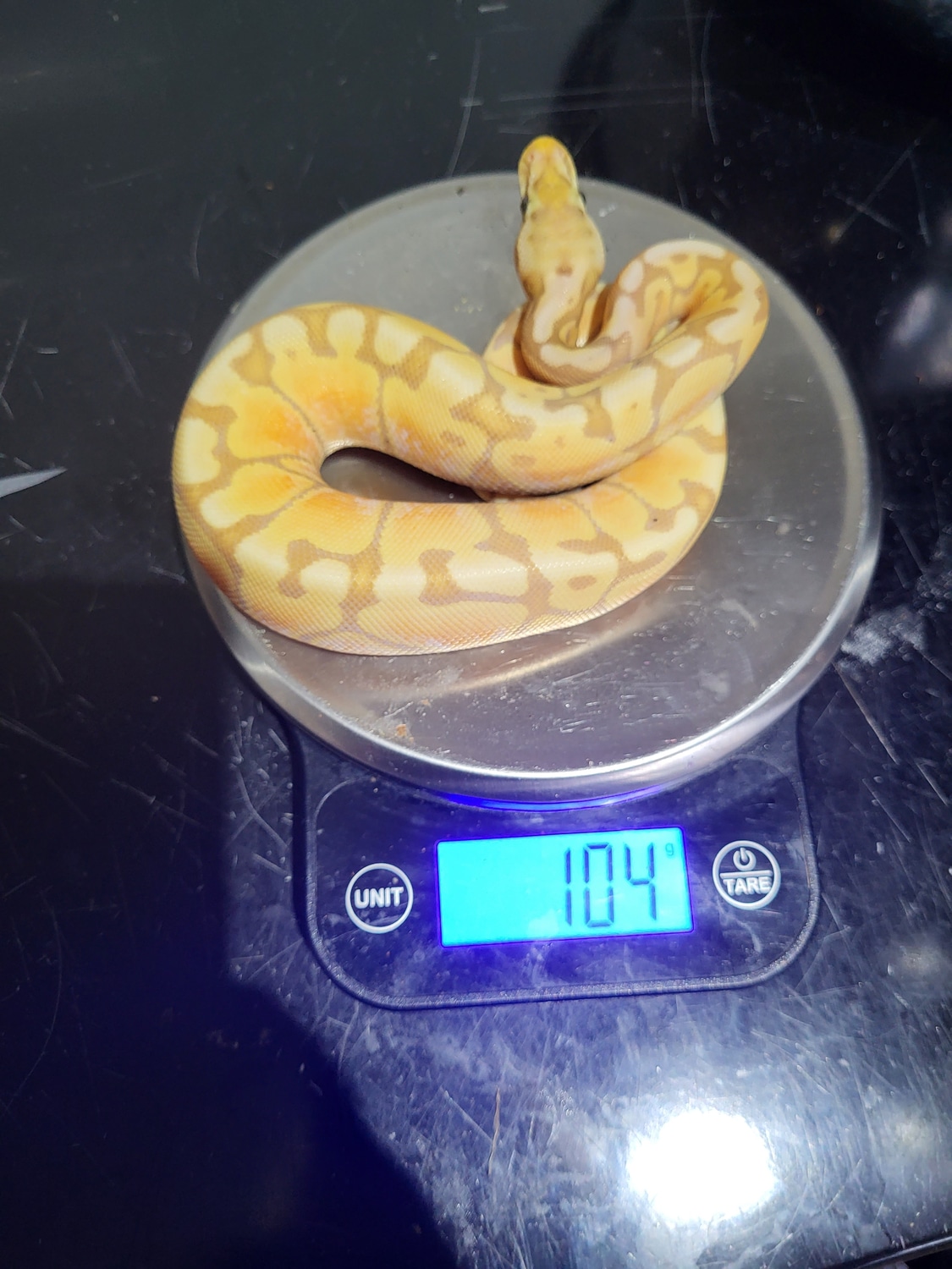 Banana Woma Het Stripe Ball Python by Willows Snakes MorphMarket