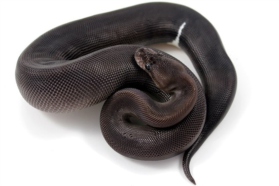 December Ball Python by Windswept Reptiles