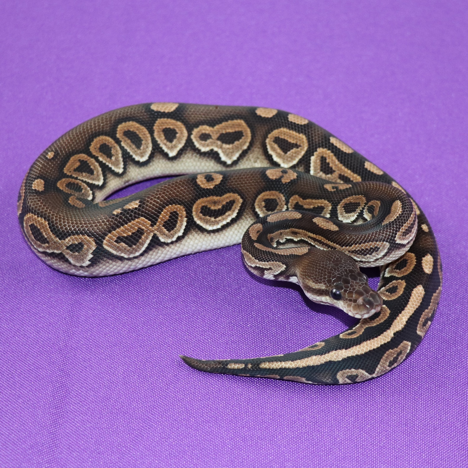 Cinnamon Mojave Ball Python by Windy's Wild Things MorphMarket