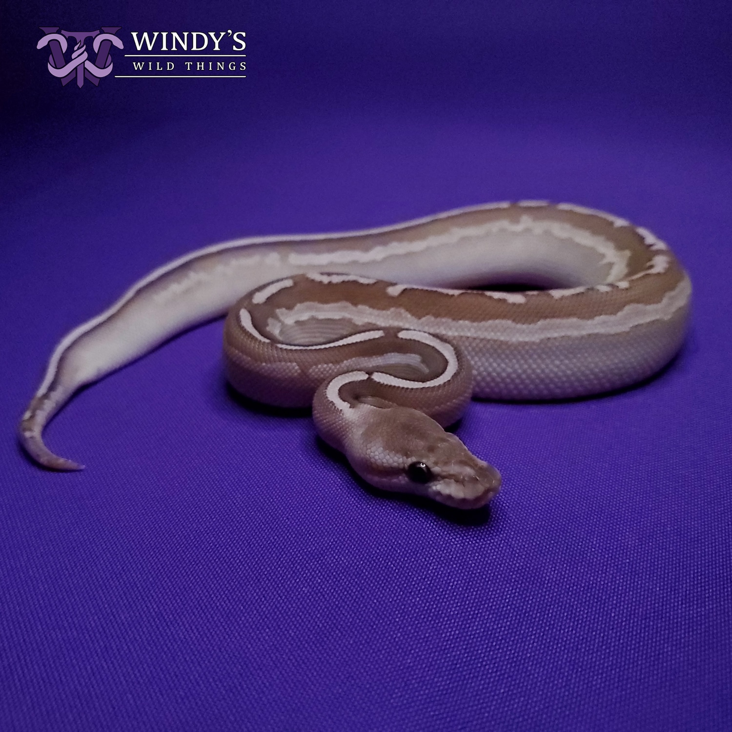 Cinnamon Lesser Het Pied Ball Python by Windy's Wild Things - MorphMarket