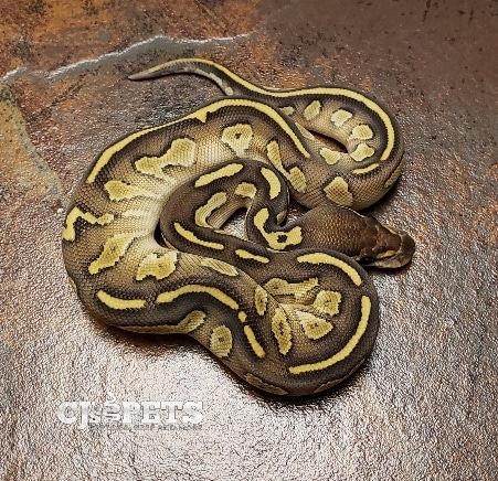 Blackhead Butter Het Clown Ball Python by Windy's Wild Things