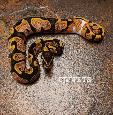 Lesser Inchy Sugar Ball Python Sugar Enchi Ball Python by Windy's Wild Things