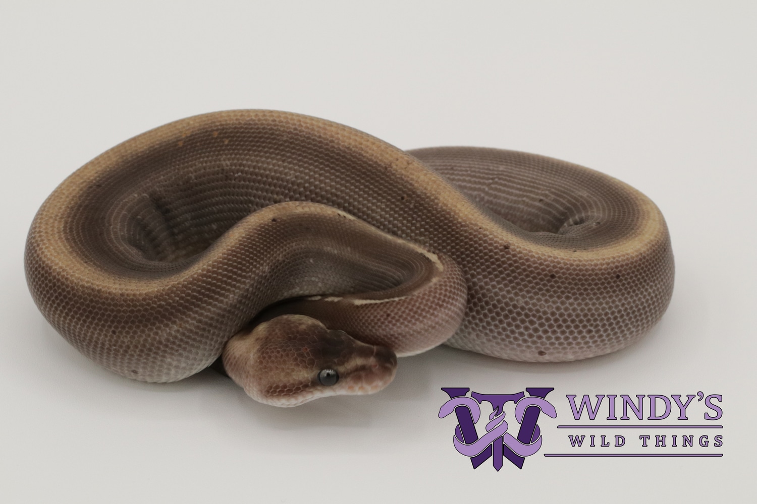 Bamboo Suma Double Het Albino/Piebald Ball Python by Windy's Wild ...