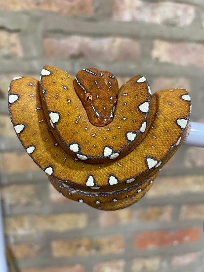 Cyclops Green Tree Python by Windy City Chondros