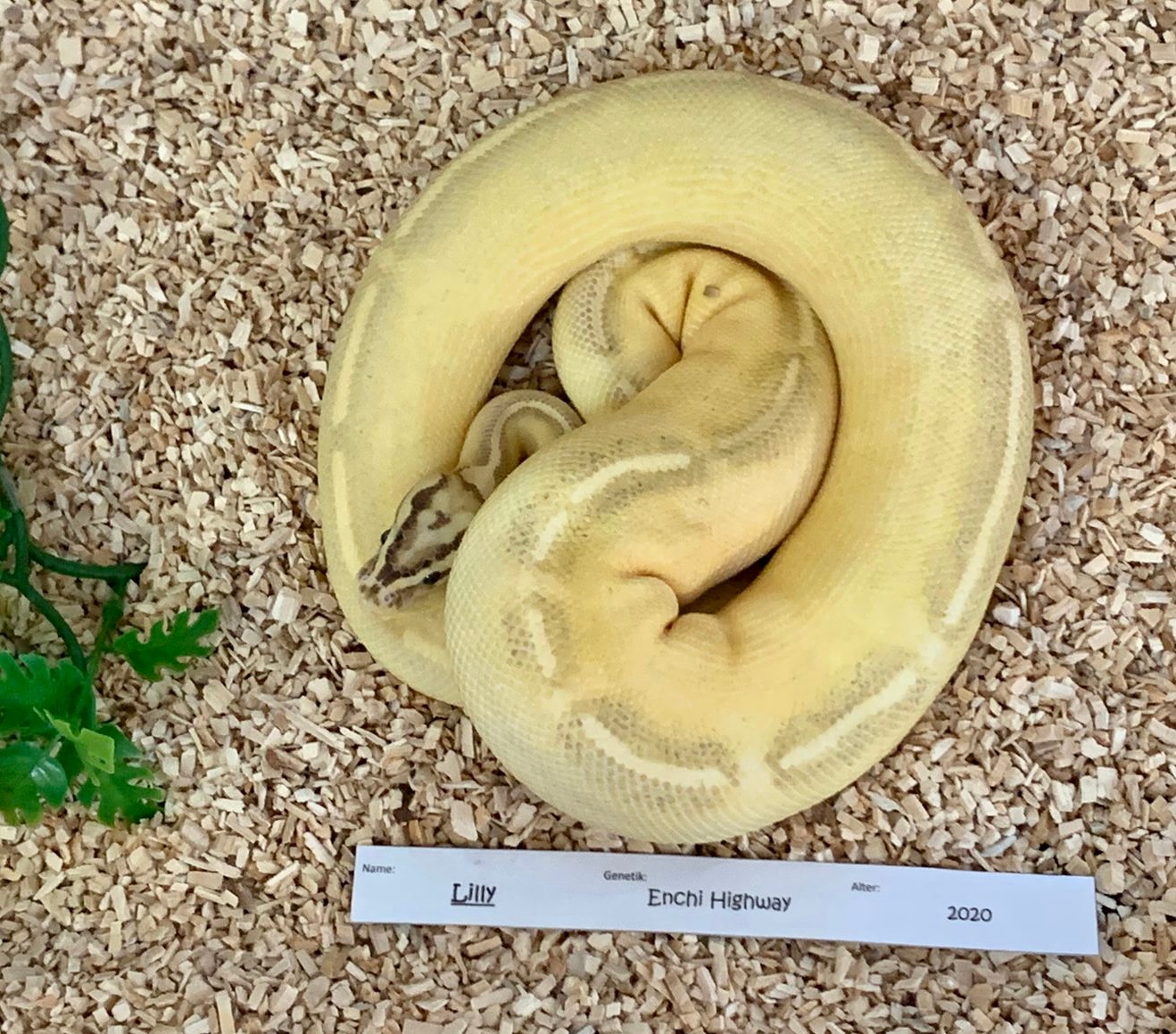 Enchi Highway Ball Python by Andrea Schulze MorphMarket