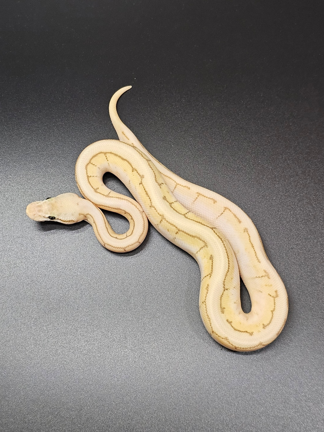 Queen Spin Ball Python by Wish List Morphs - MorphMarket