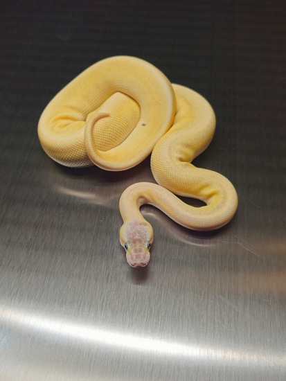 2023 Female BEL (Super Mojave) Ball Python by Wish List Morphs