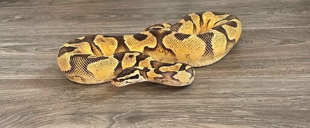 Citrus Pastel Yellow Belly/asphalt Ball Python by Wisho’s lab ball ...