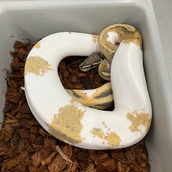Hypo Metal Flake Pied Ball Python by Snake Barn