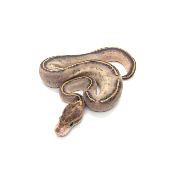 Mystic Highway Het Pied Ball Python by Snake Barn