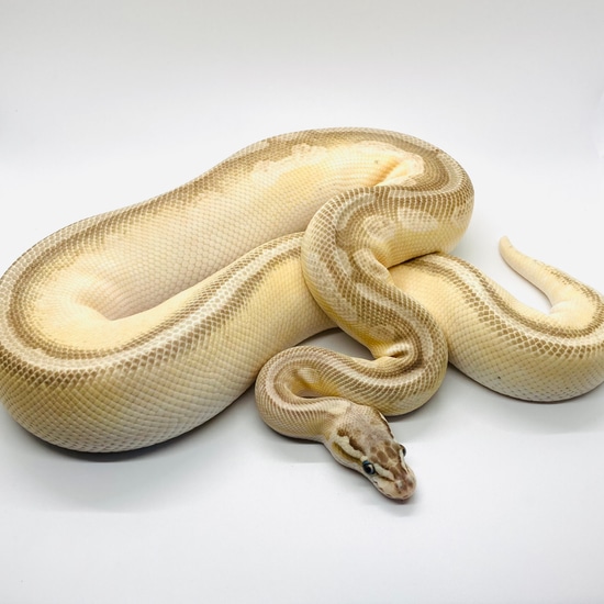 Super Pastel Cinnamon Enchi Lesser Het Pied Ball Python by Snake Barn