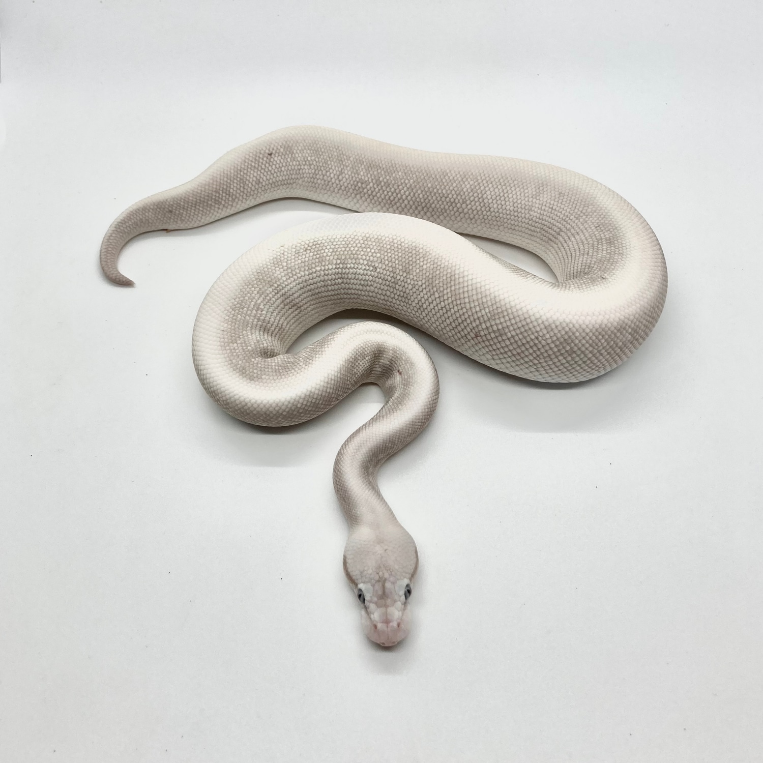 Pastel Mystic Potion Het Pied Poss GHI Poss Enchi Ball Python by Snake ...