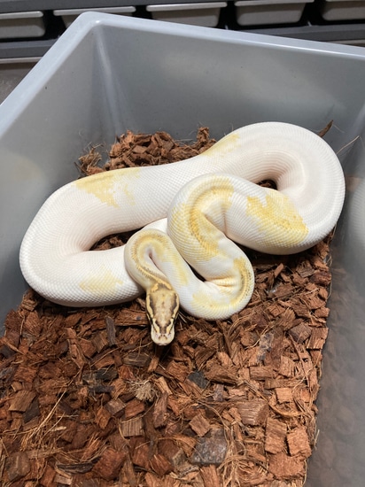 Pastel Highway Pied Ball Python by Snake Barn