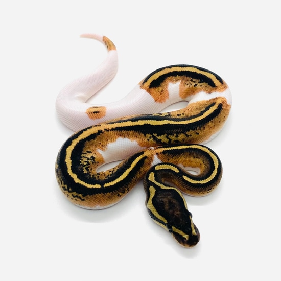YB Pied Het VPI Axanthic Ball Python by Snake Barn