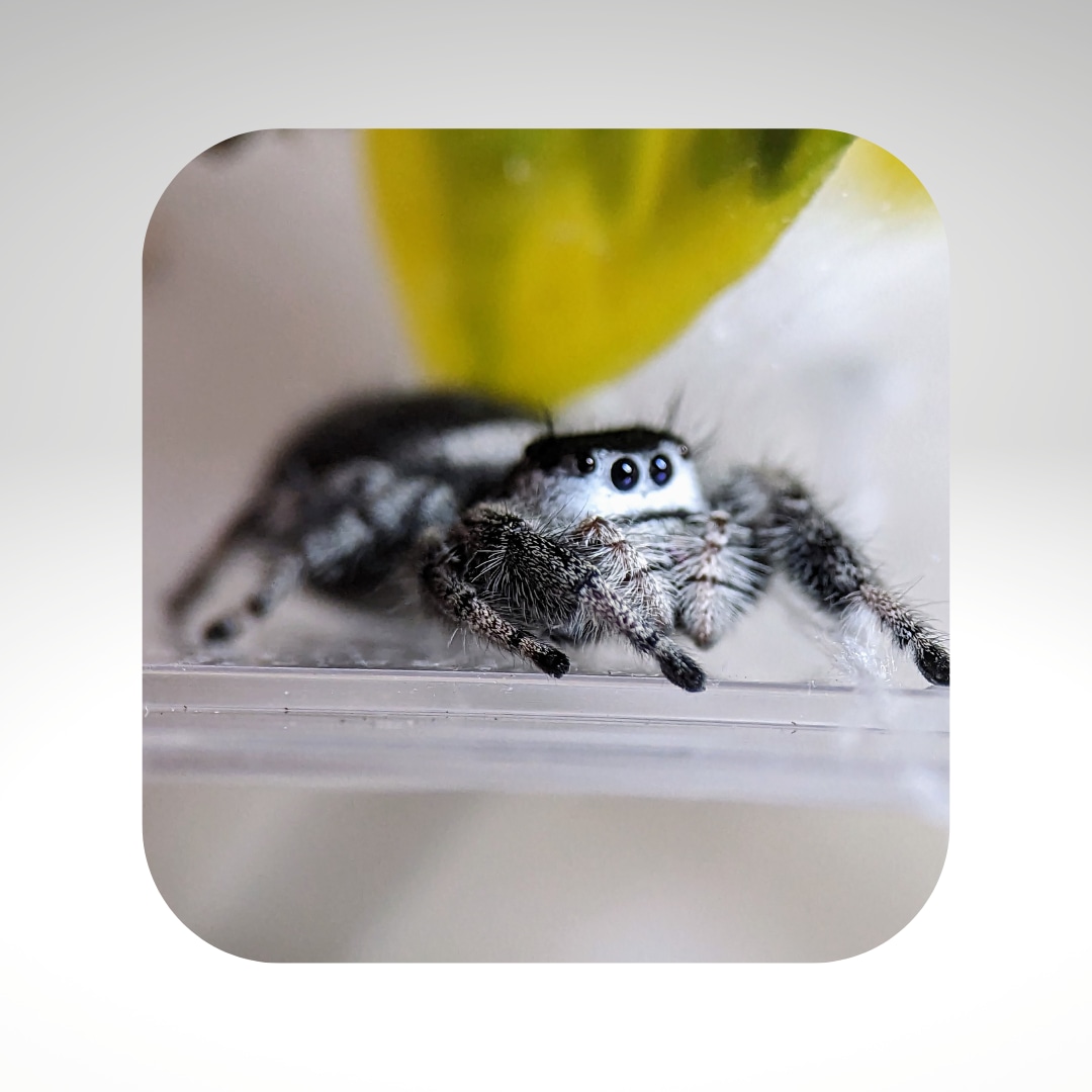 Dark Phase Regal Jumping Spider Sling True Spider by Mini Pet Zone