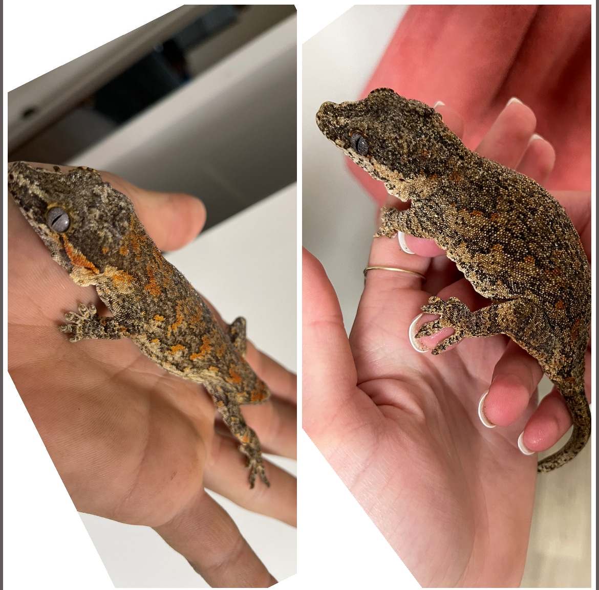 Breeding Pair Gargoyle Gecko by Legend Geckos MorphMarket