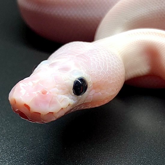 Super Fire Possible Pastel Ball Python by Matt Knowles