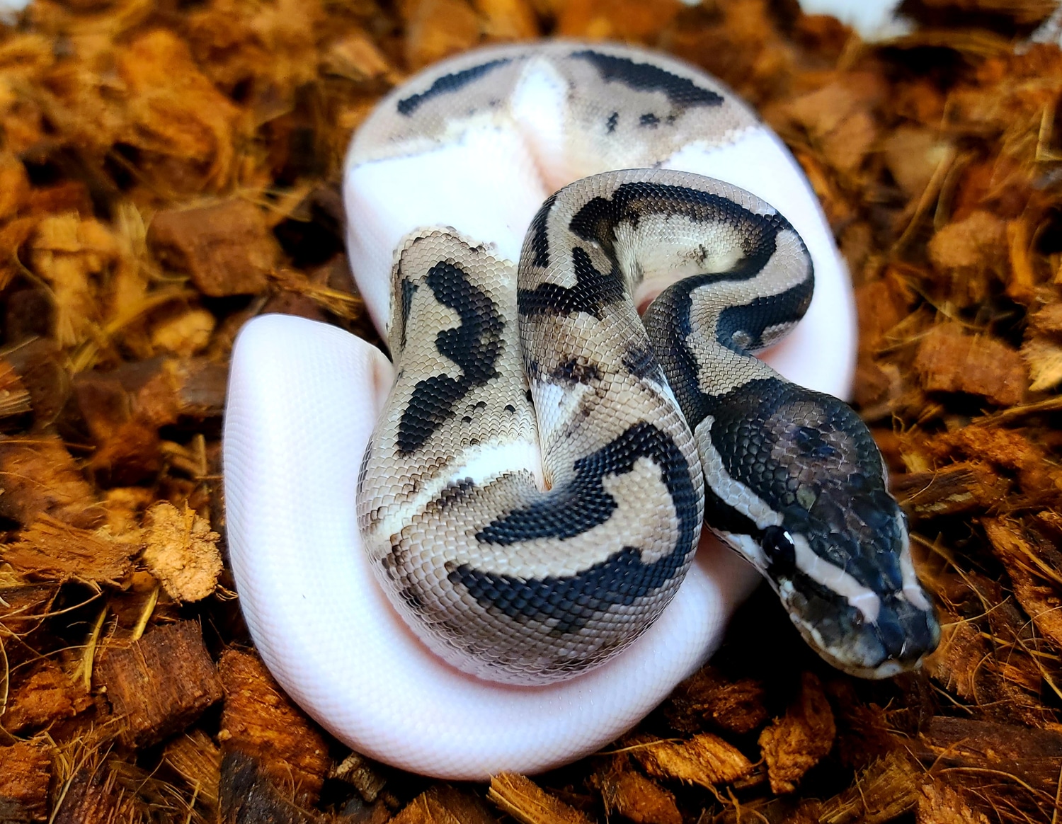 2021 Pastel Axanthic Pied Male Ball Python by Matt Knowles - MorphMarket