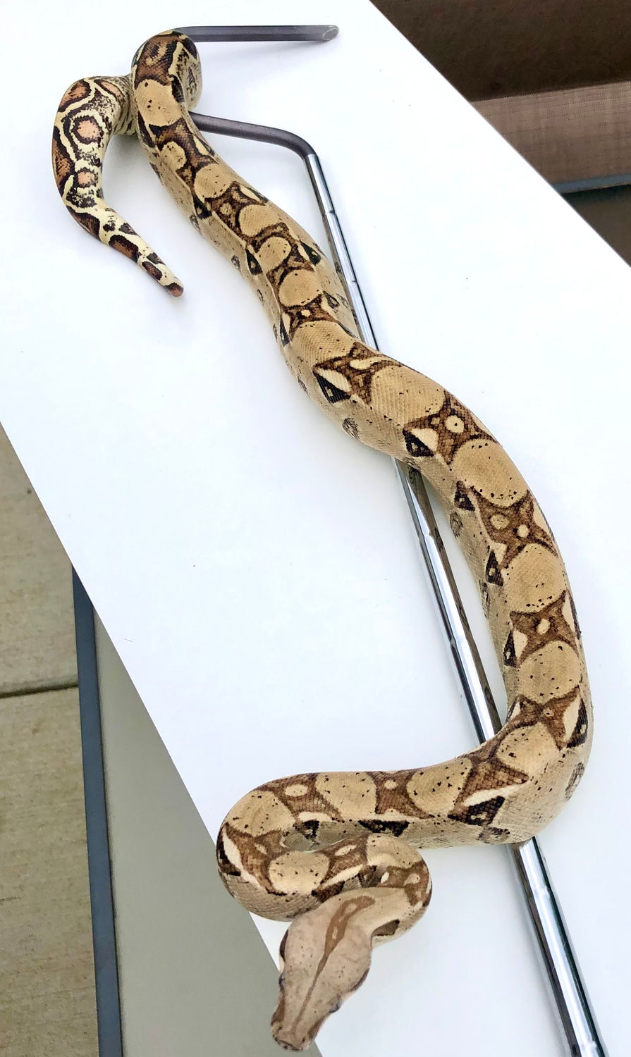 2021 Inferno Pastel Double Het Snow Boa Constrictor by Matt Knowles
