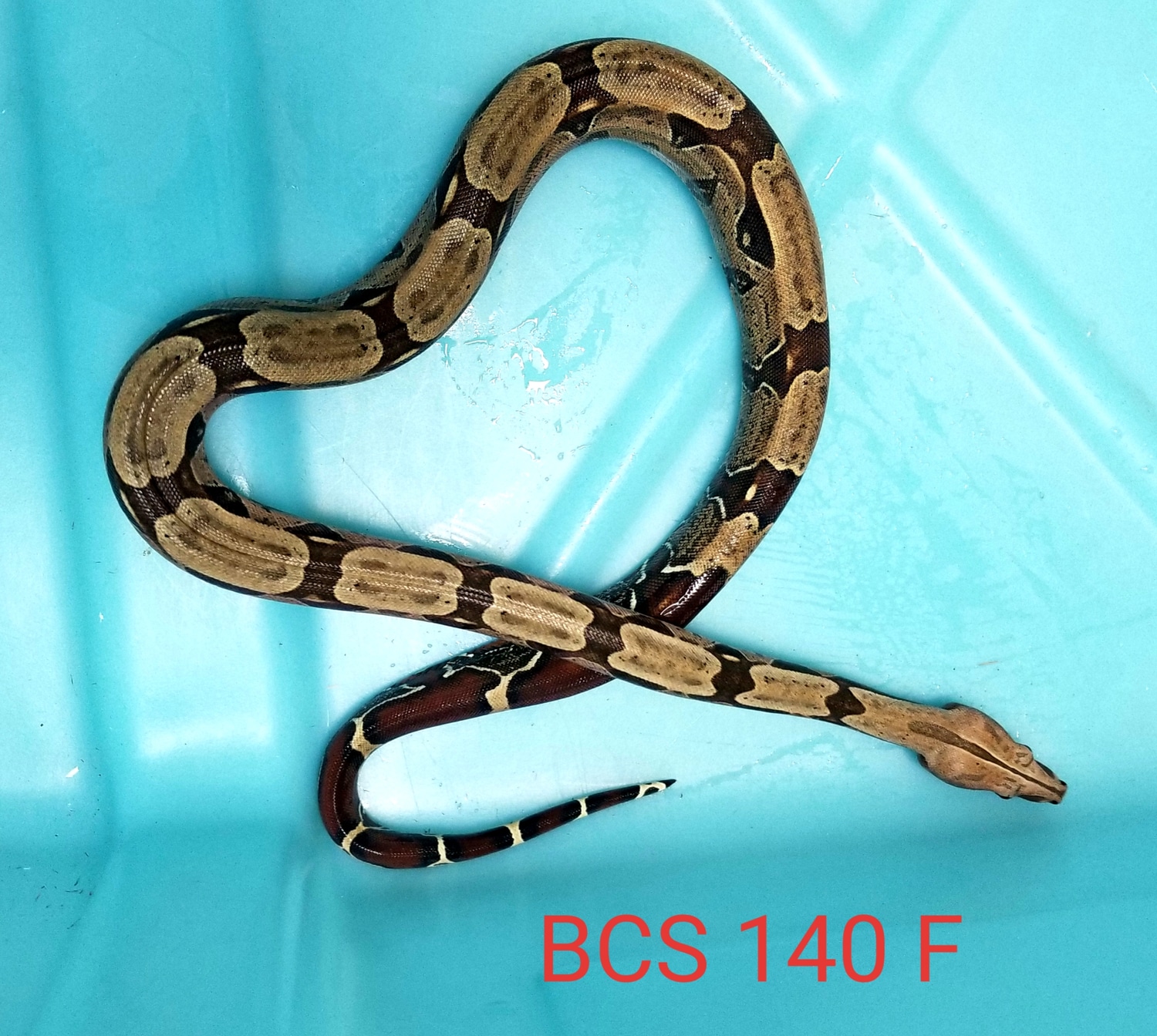 Surinam True RedTailed Boa Constrictor by Babcock & Weidner Ent. LLC