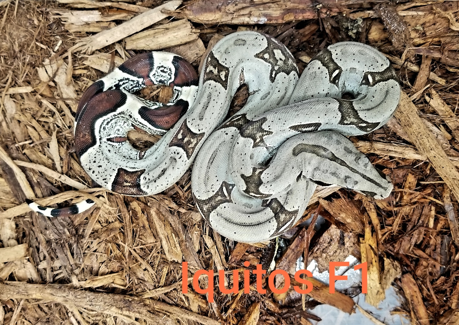 Iquitos Peruvian Boa True Redtailed Boa Constrictor by Babcock