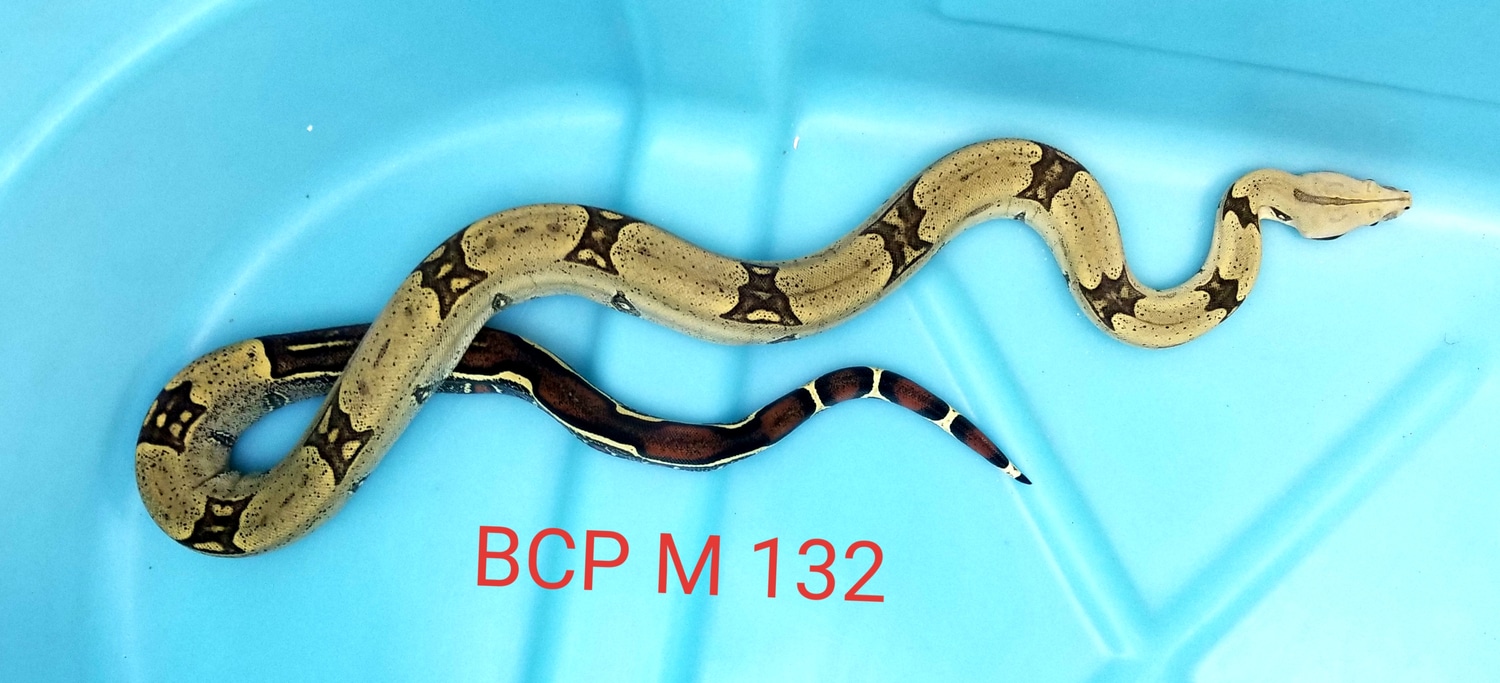 Pucallpa Peruvian True Redtailed Boa Constrictor by Babcock & Weidner
