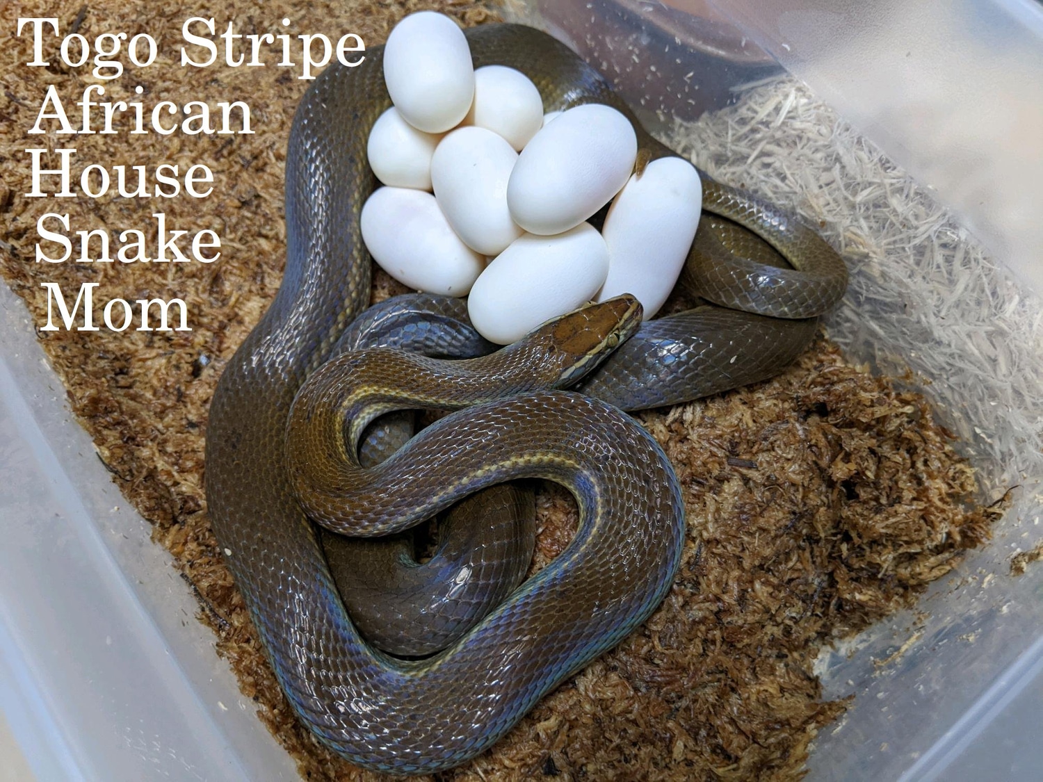 1.2 Adult Togo Stripe, Proven Breeder Group House Snake by Cleidoic
