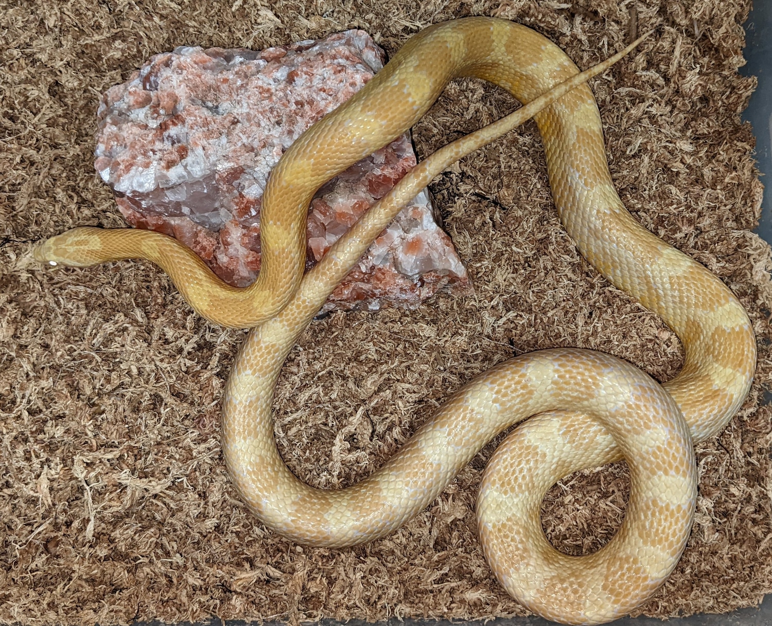 Adult Female Sulfur Corn Snake by Cleidoic Enterprises MorphMarket